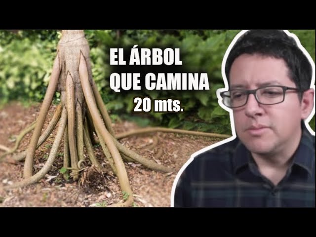 El árbol Que Camina