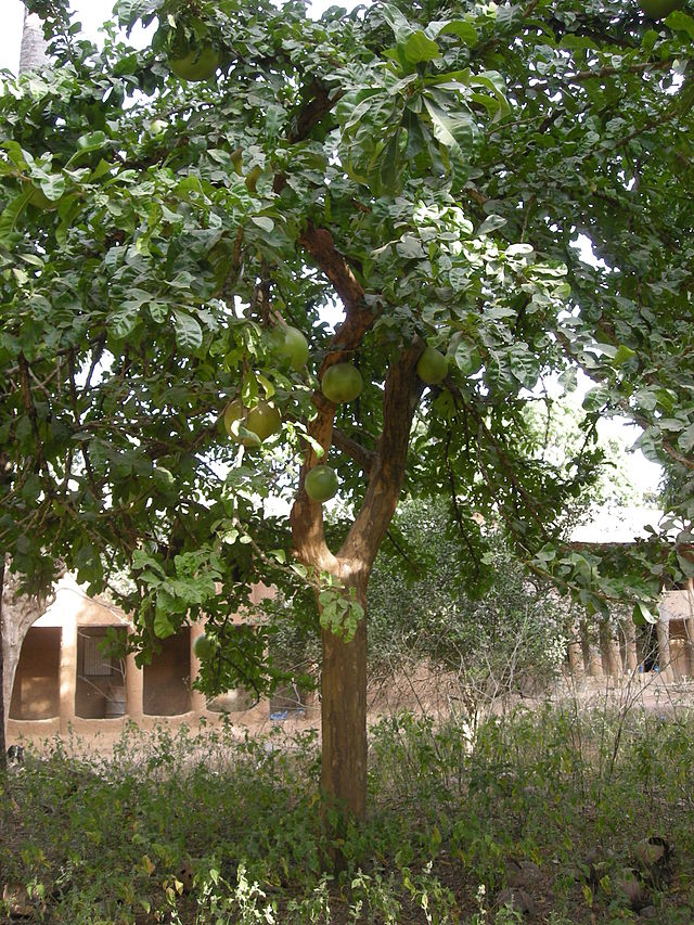 Quebrada El Venado